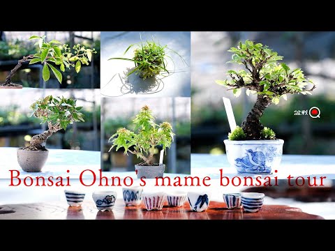 mame bonsai for sale! Bonsai Ohno product introduction tour [Bonsai Q]