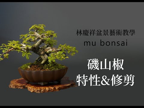 秋∣日本磯山椒的特性和修剪◤林慶祥盆景藝術教學◢ Bonsai in Taiwan