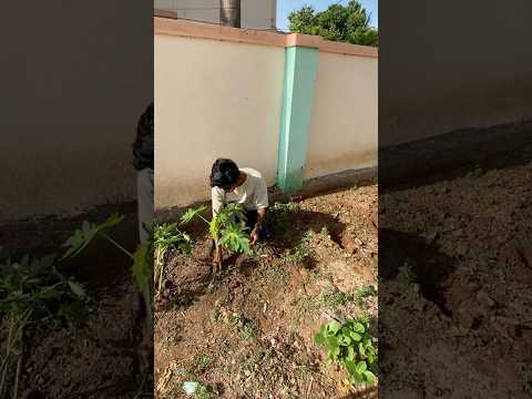 Transplanting papaya plants 🪴