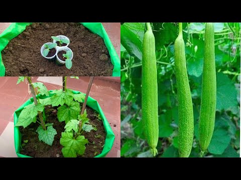 Amazing Way To Grow Lots Of Sponge Gourds (Luffa) At Home / How To Grow Sponge Gourd