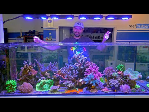 Simple Reefing makes for Best Coral Growth and Color