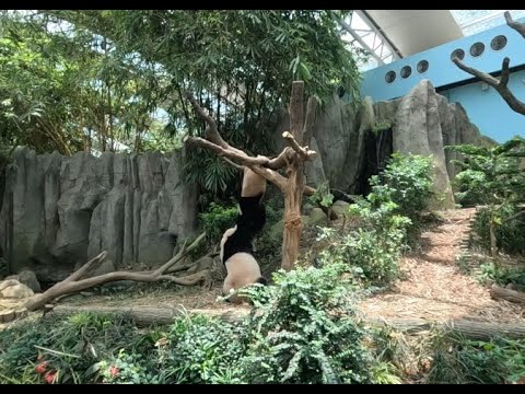 新加坡河川生态园 大熊猫 Singapore River Wonders | Giant Pandas 叻叻 嘉嘉 凯凯