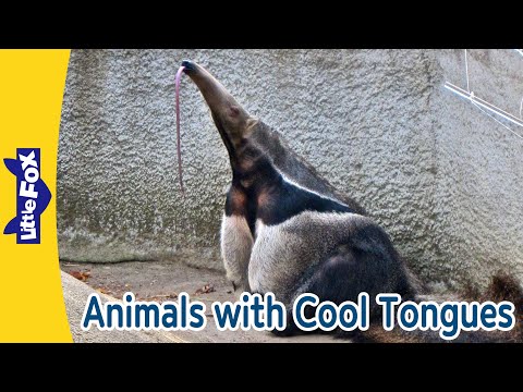 Cool Animals with Amazing Tongues | Anteater, Rattlesnake, Chameleon, Komodo Dragon | Little Fox