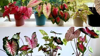 My Caladiums 2022我的彩叶芋+常见问题解答