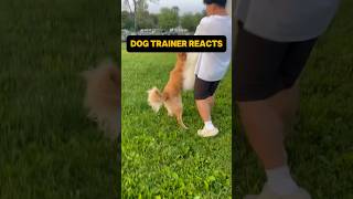 ⚠️ DOG TRAINER REACTS ⚠️ - Golden Retriever attacks dog #dog #reaction #dogreaction