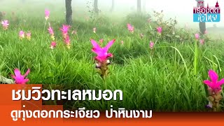 ชมทุ่งดอกกระเจียวป่าหินงาม จ.ชัยภูมิ  | เรื่องดีดีทั่วไทย | 1-7-67