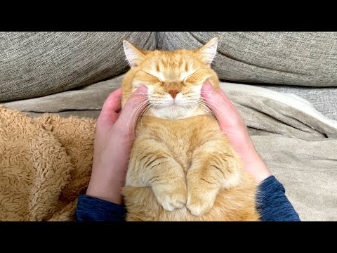 至高のニャンズエステを受ける猫