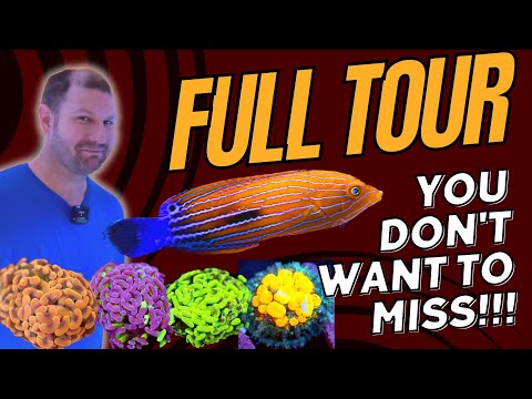 Corals, Clams, Fish & More - Fully Guided Tour Aussie LFS