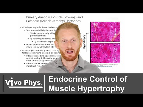 Endocrine Influence on Muscle Hypertrophy