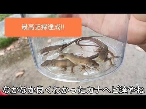 【カナヘビ捕まえに行くぞ!!part4】カナヘビ祭りじゃぁ!!