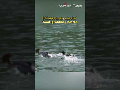 Chinese mergansers' food-grabbing battle