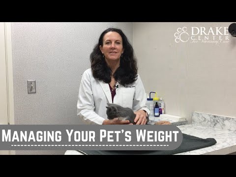 Managing Your Pet's Weight: How Your Veterinarian Can Help