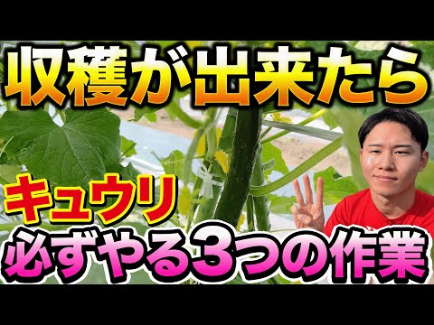 【大量収穫の第一歩】キュウリが収穫し始めたらやって欲しい3つの事