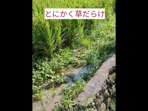 【田んぼがピンチ】水なし、草だらけ😢