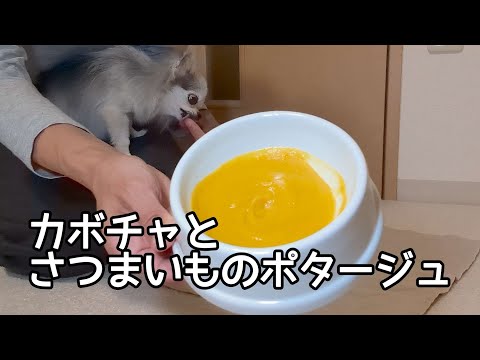 膵炎で食欲が落ちた時に備えて