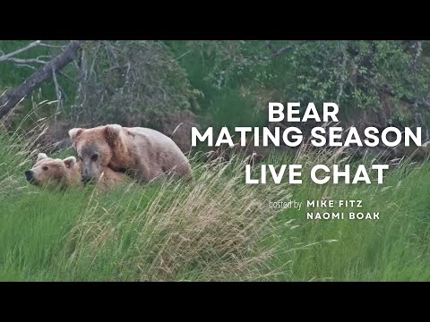 Bear Mating Season | Brooks Live Chat