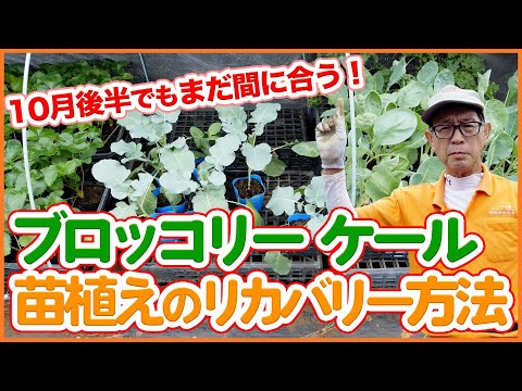 まだ間に合う！家庭菜園や農園で植え付けが遅れてしまったブロッコリーやケール苗のリカバリー方法！植え付けのポイントを徹底解説！【農園ライフ】