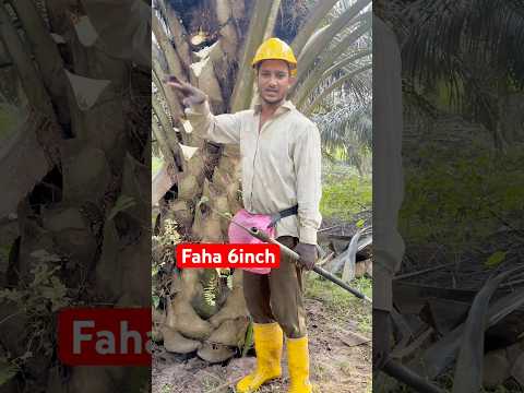 Faha 6inch #harvesting #india #malaysia #viralshort #ytshortsvideo #shorts #foryou