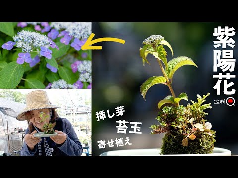 A small hydrangea. How to choose, group planting, moss balls, and cuttings! [Bonsai Q]