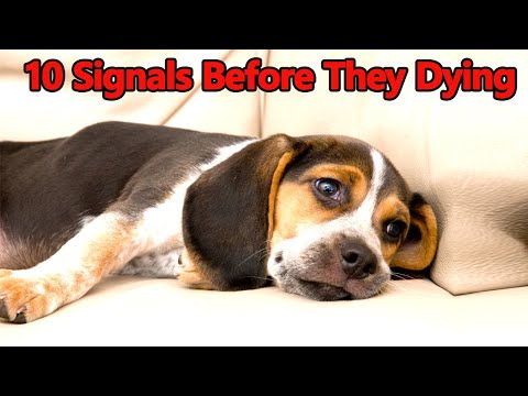 10 Critical Signs that Indicates Your Beagle Dog is Dying