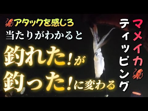 【北海道】【釣り】マメイカティッピング！釣れた！が、釣った！に変わる。