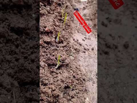 Germinating Garlic #garlic #farming #agriculture #gardening #garden