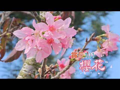 【賞花101】櫻花 【Appreciation of Flowers 101】Cherry Blossoms