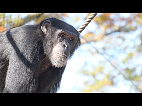 Fubuki has a good look on his face. 　Tama Zoo Chimpanzee 202412