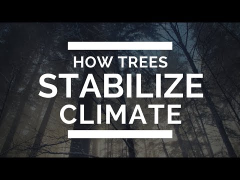 How Trees Stabilize the Climate