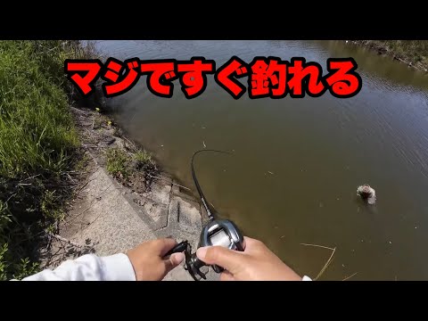 今の時期一番簡単に釣れる釣りを紀ノ川で試したら…