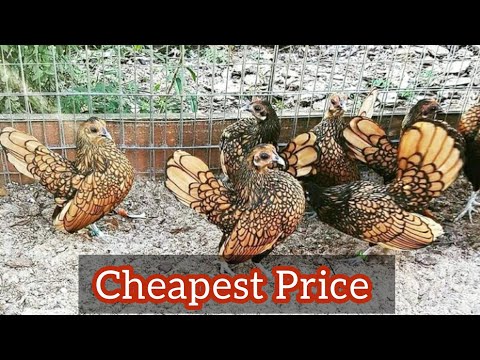 Cheapest !!! Golden Sebright Chicken for Sale 2022 Rates || Golden Sebright Bantam Farming