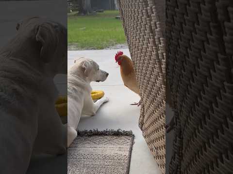 Best friends #animal #dog #chicken #backyard #hen #labrador #lab.