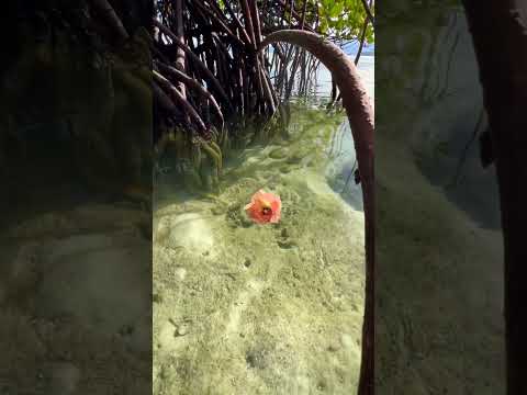 A message from Mother Nature 🫶🏼🌺 #islandlife #offgrid #mangrove