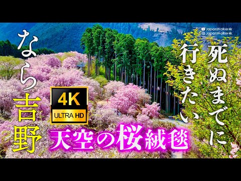 4K "Takami no Sato" in Mt. Yoshino 吉野山 (Nara)  covered with Beautiful Cherry Blossoms [JapanWalker]