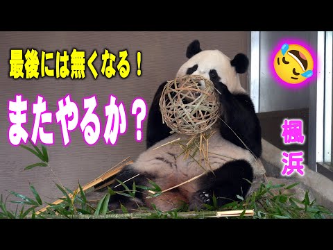 【外でハッピーウエディングやったよ】子パンダ楓浜 カゴまた食べるか？あららら～