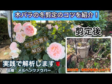 【四季咲き木バラの冬剪定】地植えの木バラを冬剪定！剪定のコツや切る位置も実践で解説します🌹（メルヘンツァウバー）