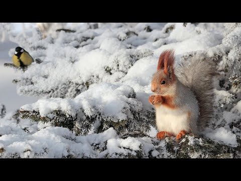 Лесные жители зимой