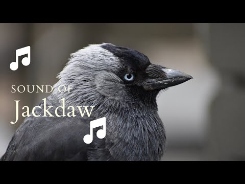 👉 S6 Jackdaw ( Corvus monedula ) | Stăncuță