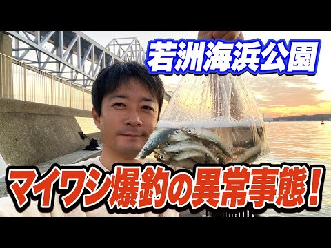 【若洲海浜公園】餌不要！サビキを垂らせば30分で100匹マイワシが釣れる異常事態！