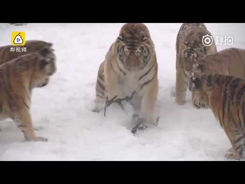 tigers play with drone