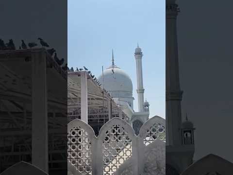 Pigeons near Hazratbal shrine, Kashmir’s holiest Muslim shrine!