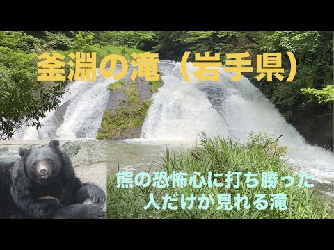 【熊の恐怖心に打ち勝てば見れる滝】　#くま#いわて#花巻 #たき