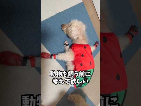 動物を飼う前にちゃんと考えて欲しい 保護犬が減りますように#虹の橋 #shorts #老犬介護 #保護犬