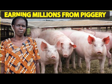 How she became a Millionaire farmer in UGANDA from A Successful Pig Farm on a Small land & Capital