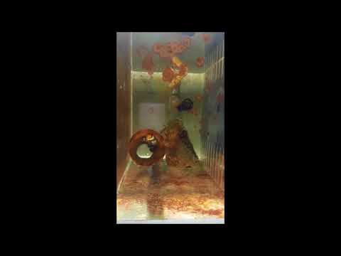 人工黑冰雪印小丑種魚A Black Ice Ocellaris Clownfish pair 3k