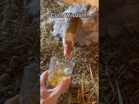 You Can’t Hiss At Corn! #geese #broodyhen #corn #goose #duck #chicks