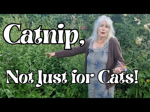 Catnip, Not Just for Cats!