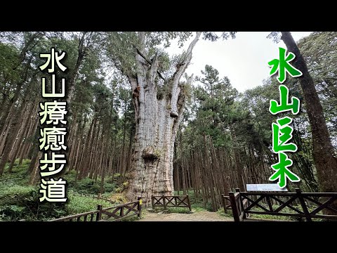 阿里山國家森林遊樂區秘境，水山療癒步道&水山巨木