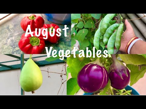 Best Vegetable Seeds To Sow In August Month // August Vegetables