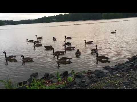 Geese at sunset